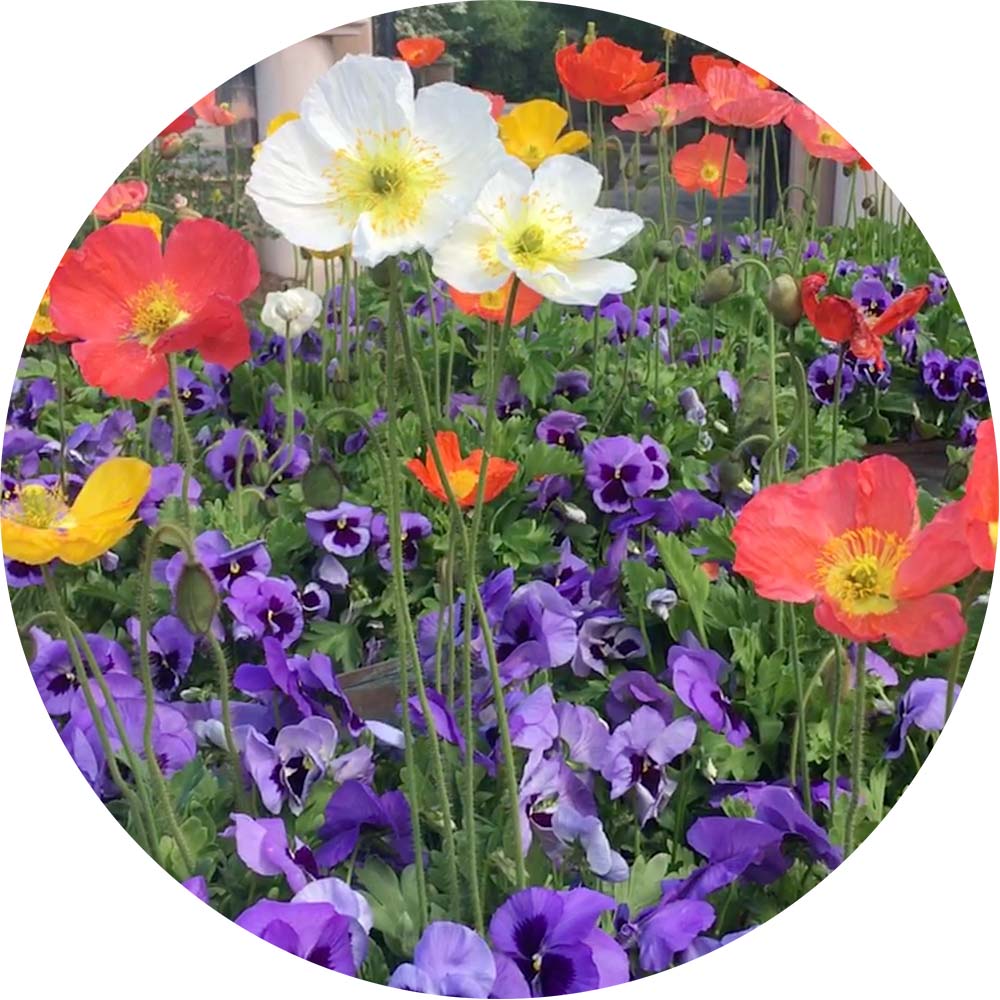 Purple, orange, and white flowers