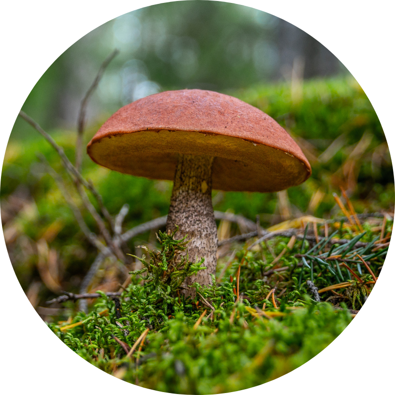 A brown mushroom growing in moss.